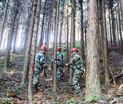 嚴把森林培育質量關,譜寫資源培育新篇章 嚴把森林培育質量關,譜寫資源培育新篇章